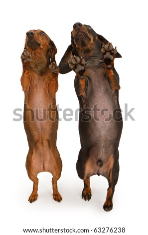 Dachshund Legs