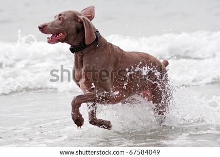 A brown dog running in the ocean water