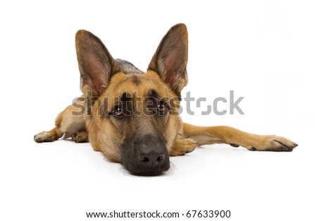 A german Shepherd dog laying down and isolated on white