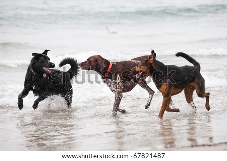 Three dogs playing in the ocean water