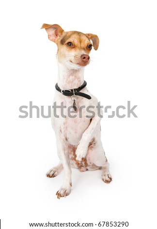 Italian+greyhound+cross+bedlington+terrier