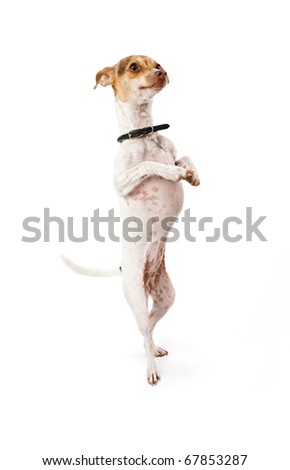 A small Italian Greyhound Chihuahua mix dog standing on hind legs begging and isolated on white