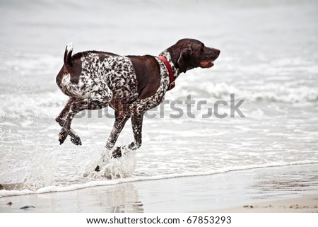 Springer Spaniel dog running in the ocean