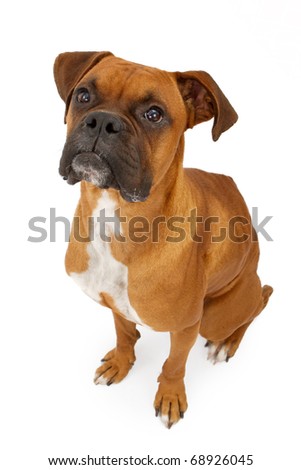 Boxer Sitting Down