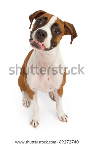 Boxer Sitting Down