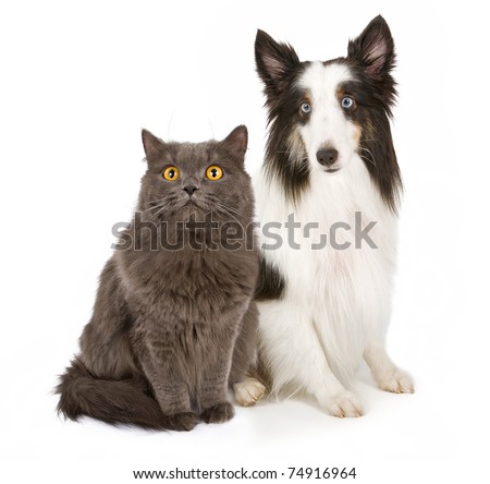 stock photo : Black and white black and white cat with blue eyes. stock photo : Black and white
