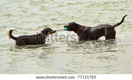 Two dogs playing tug-o-war with a rope toy in the ocean
