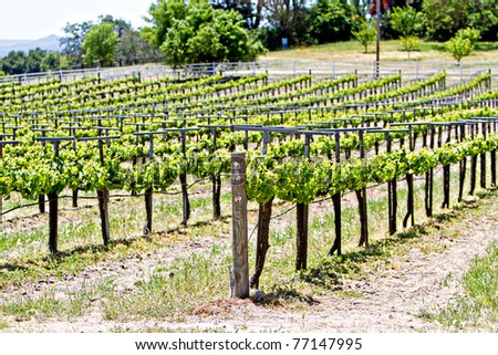 A vineyard in California with rows of young vines of grapes being grown to produce wine