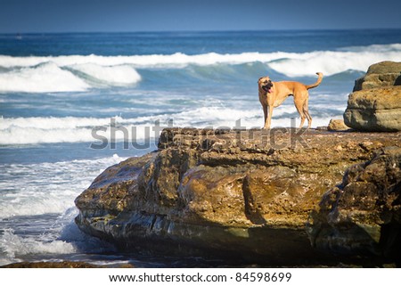 A large mixed breed dog standing on a large rock on the shore of a beach