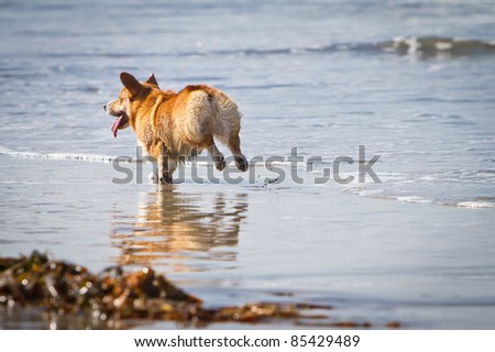 A Pembroke Welsh Corgi dog running on the beach on a sunny day
