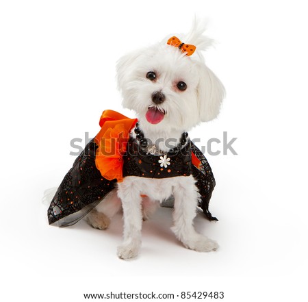 Maltese dog isolated on white wearing orange bow and halloween costume