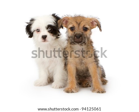 adorable small puppies