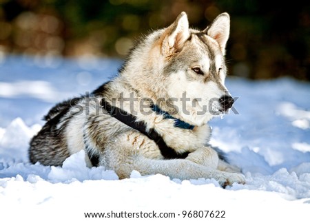 A beautiful Siberian Husky dog laying down on snow covered ground