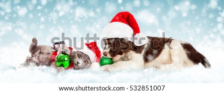 Cute young puppy wearing Christmas Santa Claus hat playing with green ornament