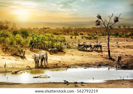 Dreamy scene of common South African safari wildlife animals together at sunset