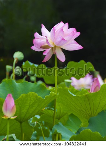 twin lotus flowers on one stalk