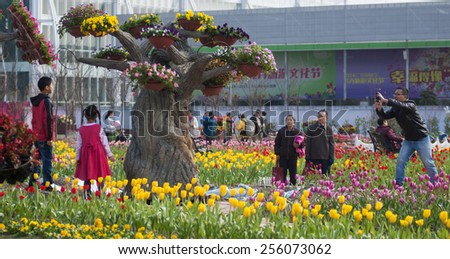FOSHAN Feb 8:Chencun town, the Spring Festival is coming, at corner, display the tens of thousands of flowers, flowers, attracted many people to visit and take photos Feb 8, 2015 in Foshan, China