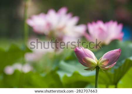 twin lotus flowers on one stalk