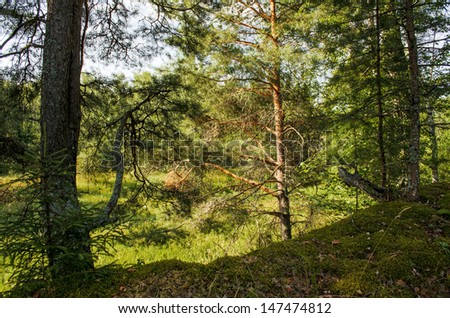 Forest background of several conifer trees against the sun-drenched lowlands.