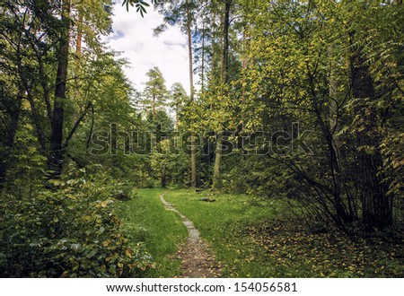 The dense forest of conifers and deciduous trees and forest path