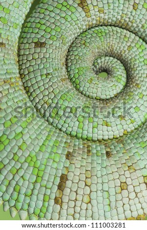 Green curled up chameleon tail