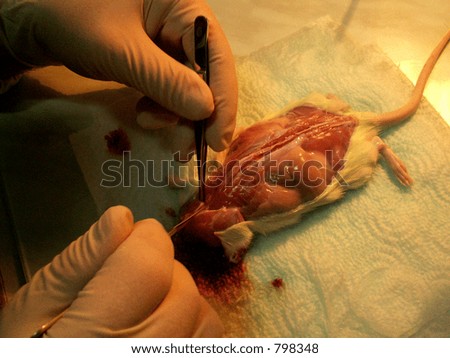 lab rat dissection in anatomy laboratory