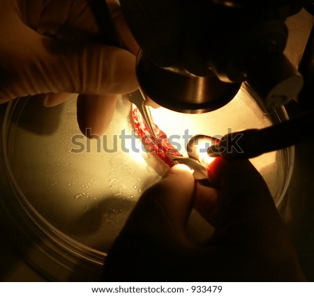 micro surgery under microscope