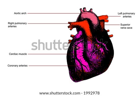 Human+heart+pictures+to+color