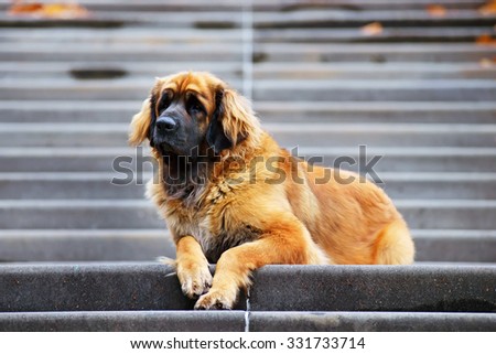 Leonberger dog lying on the stairs in autumn