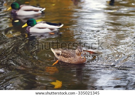 One duck and two drakes swimming