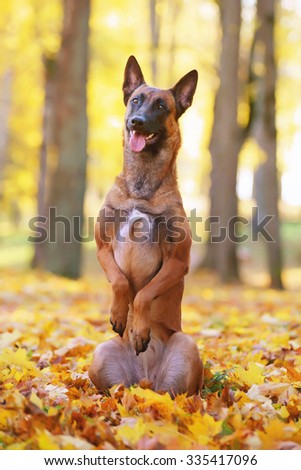 Belgian Shepherd dog Malinois sitting up on its back legs in autumn leaves