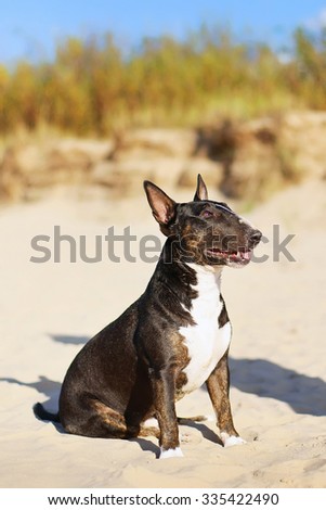 Miniature Bull Terrier dog at the sea in summer