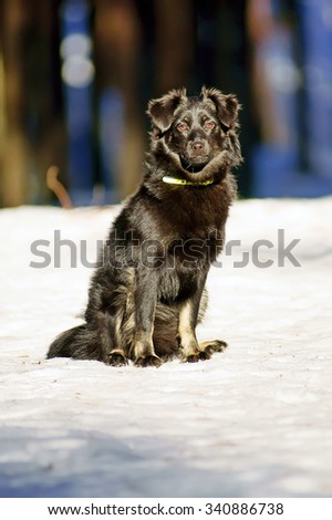 Shiny coated black dog sitting in the snow in winter forest in sunny weather