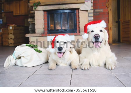Two Golden Retriever dogs lying near a fireplace decorated for Christmas and New Year