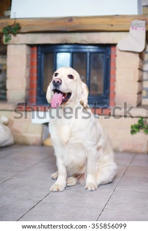 Golden Retriever dog sitting near a fireplace decorated for Christmas and New Year