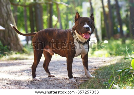 American Staffordshire Terrier dog staying in the forest
