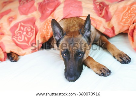 Belgian Shepherd dog Malinois lying on owner's bed