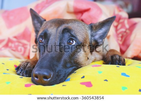 Belgian Shepherd dog Malinois lying on owner\'s bed