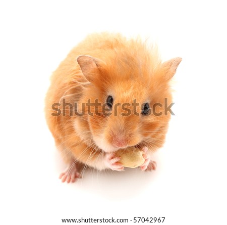 funny hamster pictures. funny hamster eats nut on