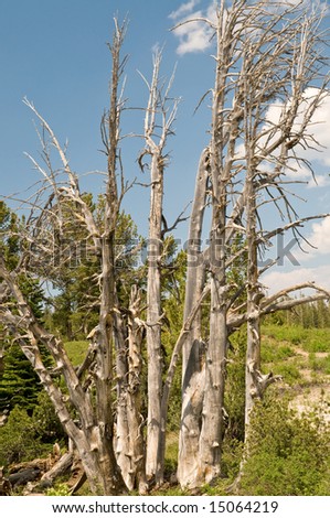 Dry withered trees - High Sierra, California