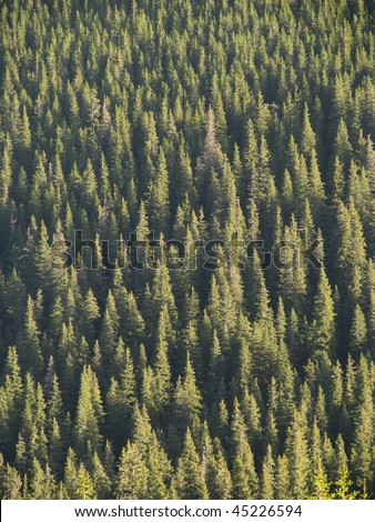 Taiga. Firs-tops birdâ??s-eye view. Coniferous forest. Woodland scenery
