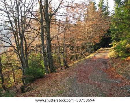 Autumnal lane. Autumnal beech forest in the Carpathian Mts. Sylvan rack-way.