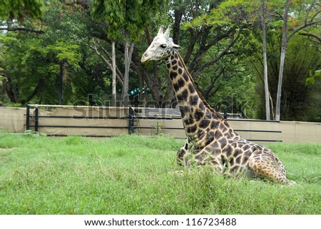 Long necked animal giraffe taking rest after having food in zoological park