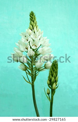 Bunch of white wild flowers and buds isolated on green