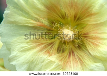 Close-up view of white hibiscus flower with stylus and pollen grains