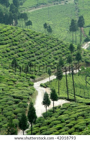 Road passing through tea garden near Darjeeling, West Bengal, India, Asia