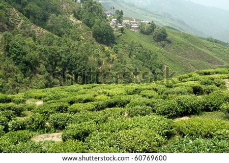 Tea Gardens around Darjeeling, West Bengal, India, Asia