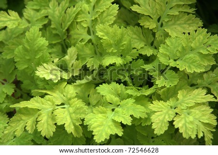 Spread of light green foliage soothing to eyes
