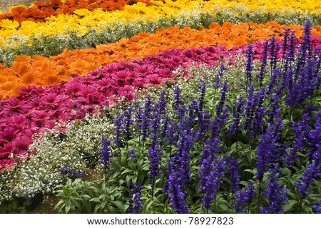 Beautifully arranged floral display at the Republic Day Flower Show, Lalbagh, Bangalore, India, Asia