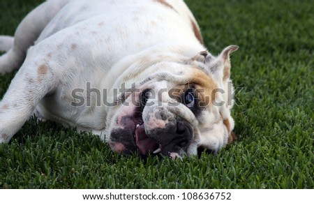 Happy bulldog puppy smiling in the grass